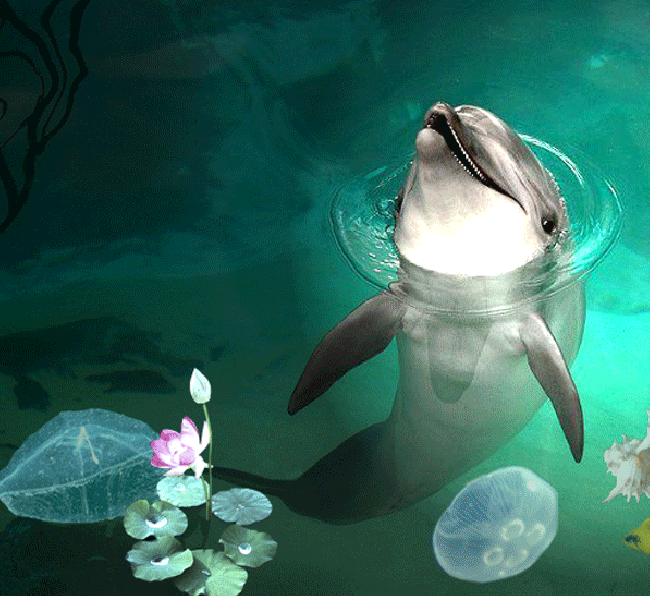dolphin Page 2