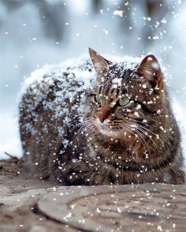 cat in front of door meaning